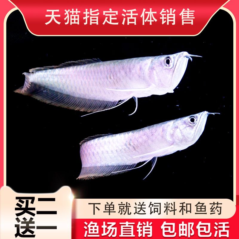 銀龍魚苗活餌種類選擇：銀龍魚苗在開口養(yǎng)魚時(shí)，選擇合適的活餌對(duì)于其健康成長(zhǎng)至關(guān)重要 龍魚百科 第2張