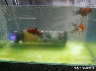 魚缸里的魚為什么老是死氧氣泵：魚缸里的魚老是死可能與氧氣泵的使用有關，可能與其他因素有關 魚缸百科 第1張