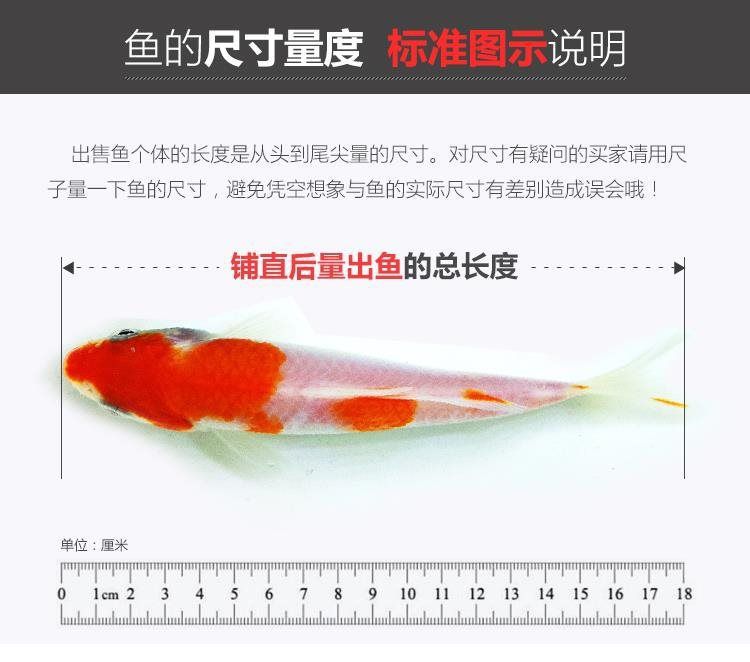 小魚牌魚缸使用說明書 魚缸百科 第5張