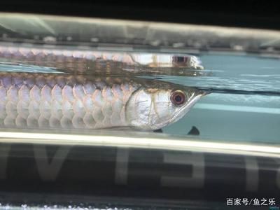 龍魚過背啥意思啊：關(guān)于龍魚過背的詳細(xì)解釋 龍魚百科 第5張