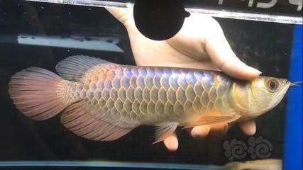 龍魚過背啥意思?。宏P(guān)于龍魚過背的詳細(xì)解釋 龍魚百科 第4張