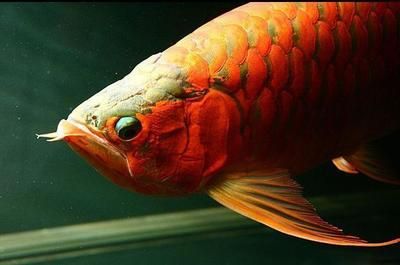 龍魚(yú)掉眼是什么樣的 龍魚(yú)百科 第4張