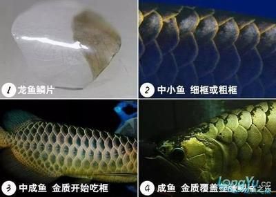 龍魚會吃自己的卵嗎：如何判斷龍魚是否會吃自己的卵