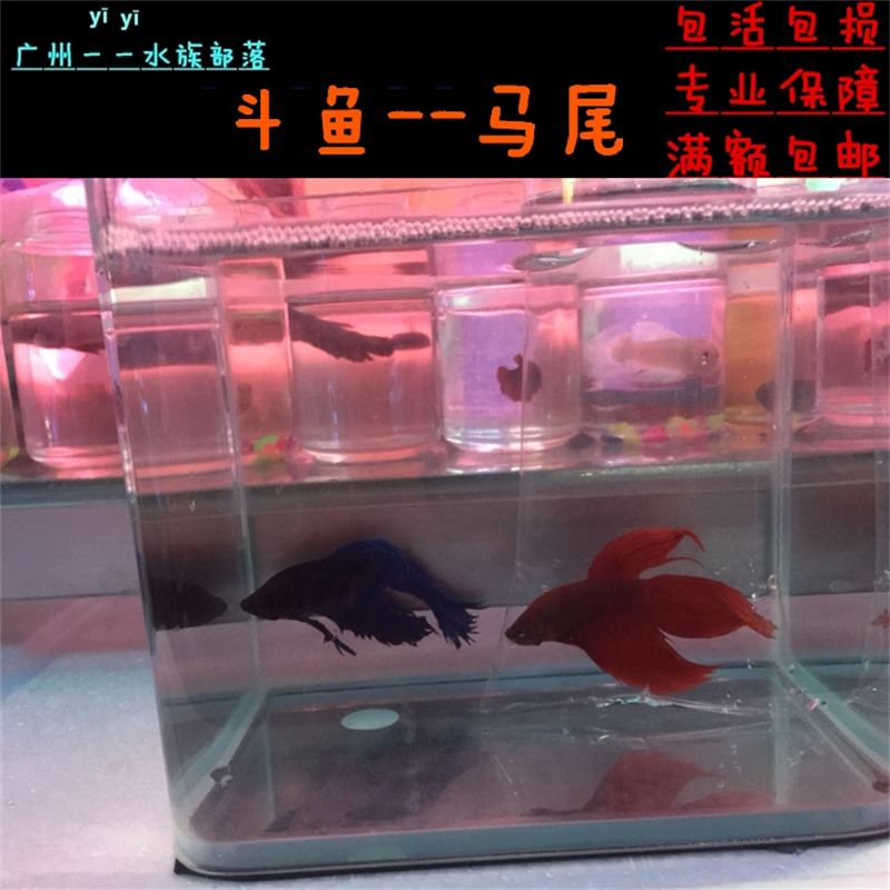 觀賞魚紅龍魚能混養(yǎng)嗎：紅龍魚可以與其他種類的魚混養(yǎng)嗎？