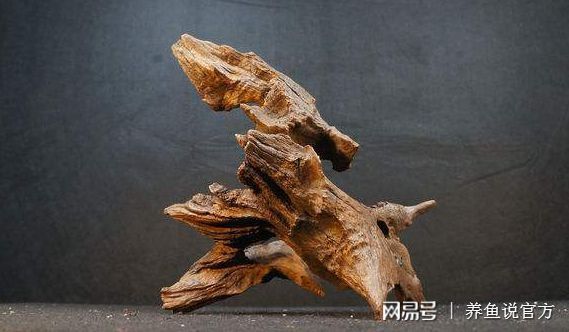 蘋果木可以放魚缸嗎有毒嗎：蘋果木可以放魚缸嗎 魚缸百科 第4張