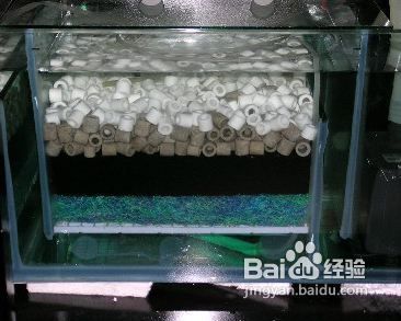 金龍魚可以吃什么最好的食物：養(yǎng)殖金龍魚的注意事項 水族問答 第1張