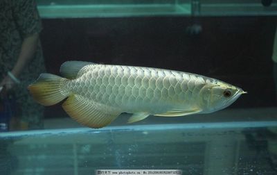 銀龍魚(yú)和紅龍魚(yú)哪個(gè)貴：紅龍魚(yú)和銀龍魚(yú)的價(jià)格差異 紅龍魚(yú)百科 第3張