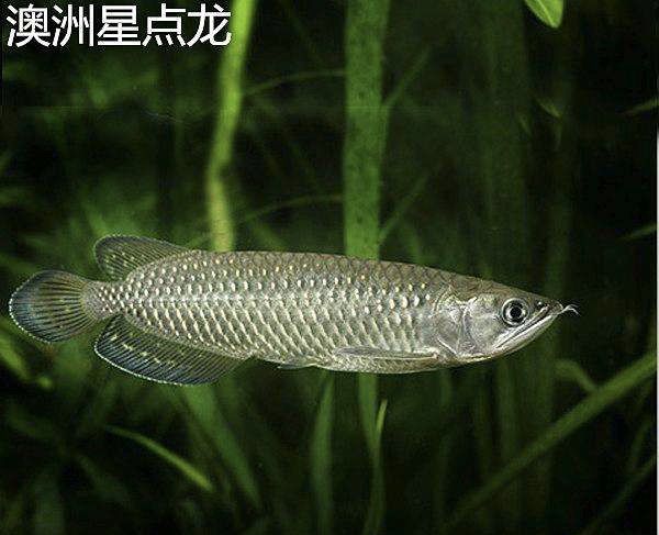 星點龍魚的水質(zhì)要求：星點龍魚對水質(zhì)的要求 龍魚百科 第4張