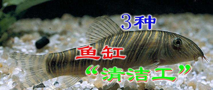 魚缸清潔的其他生物選擇：幾種適合用于魚缸清潔的生物 魚缸百科 第1張