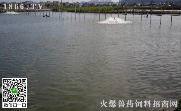 金龍魚可以跟什么魚一起養(yǎng)：金龍魚與其他魚類混養(yǎng)時需要注意哪些問題以避免傷害 水族問答 第1張