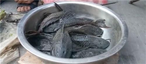 招財貓魚苗混養(yǎng)食物選擇：招財貓魚苗的食物選擇 龍魚百科 第3張