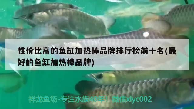 魚缸加熱棒品牌推薦：伊罕加熱棒適用魚種介紹松寶加熱棒適用魚種介紹 魚缸百科 第1張