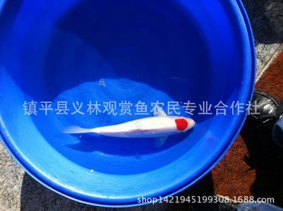 金龍魚可以生小魚嗎：金龍魚可以生小魚嗎？ 水族問答