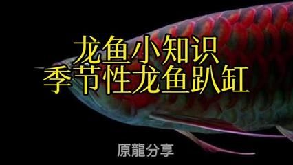 龍魚季節(jié)性趴缸是什么原因：龍魚季節(jié)性趴缸是指龍魚在特定季節(jié)出現(xiàn)的一種行為 龍魚百科 第4張