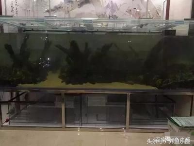 養(yǎng)龍魚用什么燈最好：養(yǎng)龍魚時(shí)選擇燈光的詳細(xì)指南，龍魚燈光選擇技巧 龍魚百科 第3張