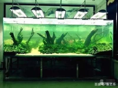 養(yǎng)龍魚用什么燈最好：養(yǎng)龍魚時(shí)選擇燈光的詳細(xì)指南，龍魚燈光選擇技巧 龍魚百科 第5張