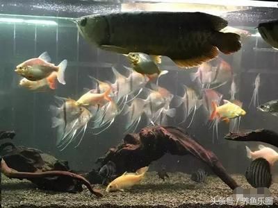 紅龍魚和埃及神仙混養(yǎng)可以嗎：紅龍魚和埃及神仙魚可以混養(yǎng)嗎 紅龍魚百科 第3張