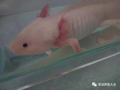 六角恐龍魚變小是怎么回事？：六角恐龍魚為什么會變小 龍魚百科 第5張