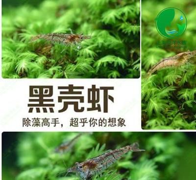 龍魚能吃黑殼蝦嗎：恐龍魚能吃黑殼蝦但需要注意的是，恐龍魚能吃黑殼蝦嗎 龍魚百科 第5張