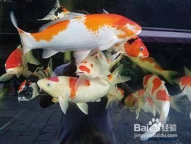 金龍魚可以長到多大才能繁殖后代：如何確保金龍魚繁殖后代的質量？ 水族問答 第1張