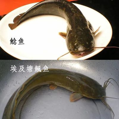 金龍魚(yú)狂躁是怎么回事：如何判斷金龍魚(yú)是否狂躁 水族問(wèn)答 第2張