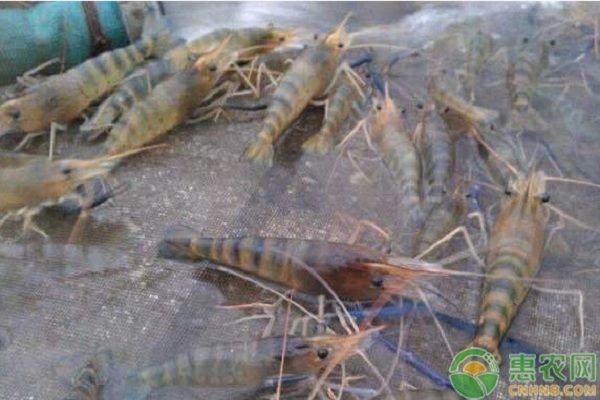 金龍魚藍寶石：金龍魚藍寶石是什么類型的寶石 水族問答 第2張