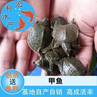 龍魚幼苗掛蛋苗好養(yǎng)嗎？：關(guān)于“龍魚幼苗掛蛋苗好養(yǎng)嗎”的查詢當前無法直接提供具體信息 龍魚百科 第4張