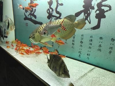 龍魚低頭游怎么辦：龍魚在魚缸里游動(dòng)時(shí)突然低頭怎么辦 龍魚百科 第2張