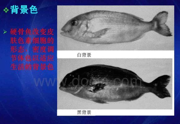 龍魚變色：龍魚變色是一個(gè)復(fù)雜的過程 龍魚百科 第5張