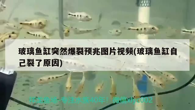 什么樣的魚缸容易爆：如何避免魚缸爆炸 魚缸百科 第3張