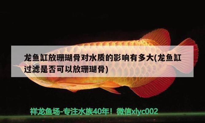 龍魚缸放珊瑚骨影響：在龍魚缸中放置珊瑚骨對水質(zhì)和龍魚健康的影響是非常重要的 龍魚百科 第2張