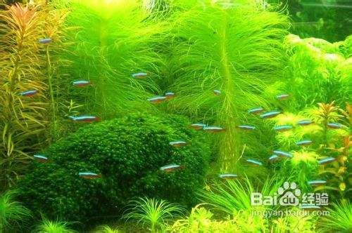 金龍魚練手魚 水族問答 第2張