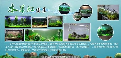 魚缸草缸是什么意思：魚缸與草缸各有特點(diǎn)，選擇哪種類型的魚缸主要取決于個(gè)人的喜好和需求 魚缸百科 第5張