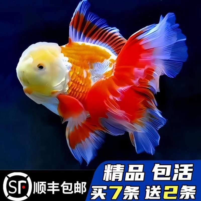 龍鳳錦鯉選購技巧：選購龍鳳錦鯉的技巧 龍魚百科 第1張