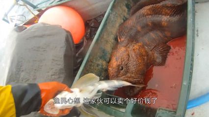 龍魚是海里還是河里的：龍魚是淡水或海水魚嗎？ 龍魚百科 第3張