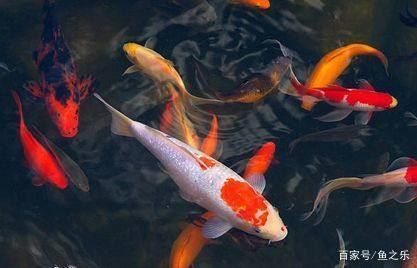 龍魚能吃錦鯉的魚糧嗎怎么喂食：探索龍魚與錦鯉共存之道 龍魚百科 第5張