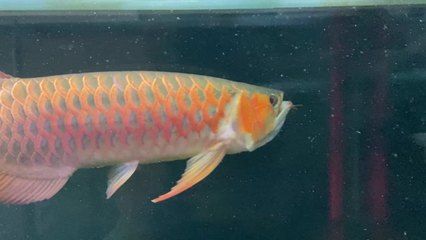 紅龍魚幼苗吃什么：紅龍魚幼苗飼料品牌推薦 紅龍魚百科 第5張