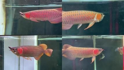 紅龍魚幼苗吃什么：紅龍魚幼苗飼料品牌推薦 紅龍魚百科 第3張