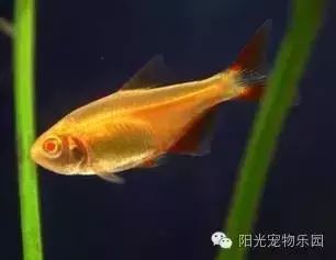 小型魚缸適合哪些魚類：適合小型魚缸養(yǎng)殖的魚類 魚缸百科 第2張