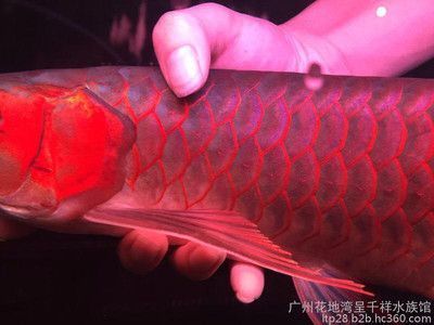 龍魚苗哪里有賣?。糊堲~苗的購買方式 龍魚百科 第5張