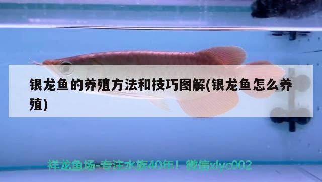 銀龍魚(yú)苗水質(zhì)監(jiān)測(cè)方法：銀龍魚(yú)苗養(yǎng)殖水質(zhì)監(jiān)測(cè)方法 龍魚(yú)百科 第1張