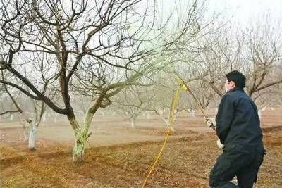 金龍魚蒙眼是什么原因?qū)е碌模航瘕堲~為什么會(huì)出現(xiàn)蒙眼的癥狀，蒙眼的初期癥狀有哪些 水族問答 第1張