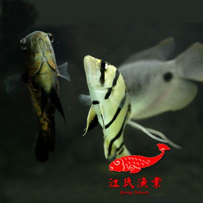 印尼三紋虎魚與龍魚混養(yǎng)效果：印尼三紋虎魚與龍魚混養(yǎng)的效果是可行的但需要具備一定的經(jīng)驗(yàn)和技巧 龍魚百科 第5張