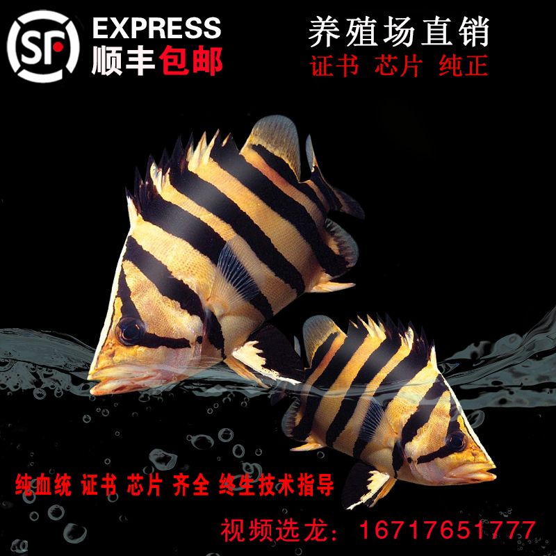 印尼小紅龍魚養(yǎng)殖技術(shù)提升：印尼小紅龍魚最佳飼料配方，紅龍魚發(fā)色技巧與光照管理 龍魚百科 第1張