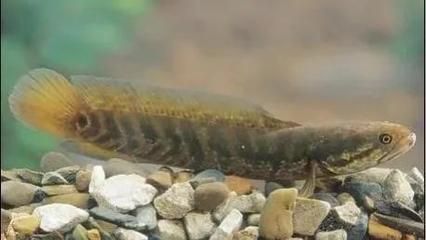 雷龍魚(yú)繁殖行為有哪些表現(xiàn)：雷龍魚(yú)的繁殖行為包括多個(gè)階段， 龍魚(yú)百科 第4張