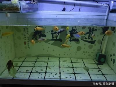 魚缸過濾棉哪種效果最好：如何清洗魚缸過濾棉 魚缸百科 第3張