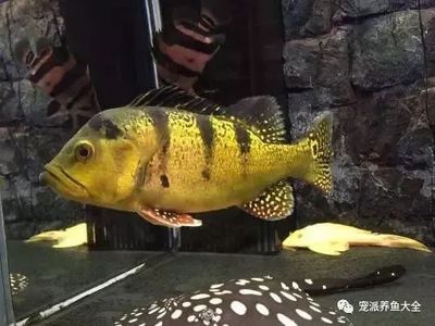 金龍魚苗哪里買：購買金龍魚苗的注意事項(xiàng) 水族問答 第2張