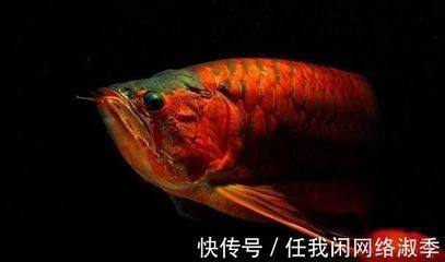 紅龍魚最低溫度多少度：紅龍魚最佳飼養(yǎng)環(huán)境，紅龍魚發(fā)色技巧分享