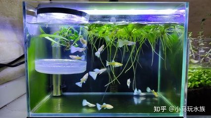 如何保持魚(yú)缸水溫恒定：如何保持魚(yú)缸水溫恒定的幾種方法 魚(yú)缸百科 第5張