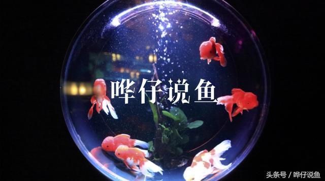 海象魚飼料中添加哪些維生素：海象魚飼料中應(yīng)該添加多種維生素以確保海象魚的健康生長和發(fā)育 龍魚百科 第5張